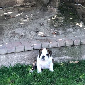 Meet your Posher, Oak